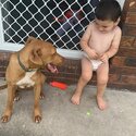 Female pure breed rednose pitbull-3