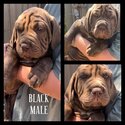 Neo mastiff x puppies- ready for forever homes -1