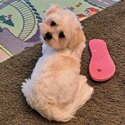 Maltese X Puppy For Sale-1