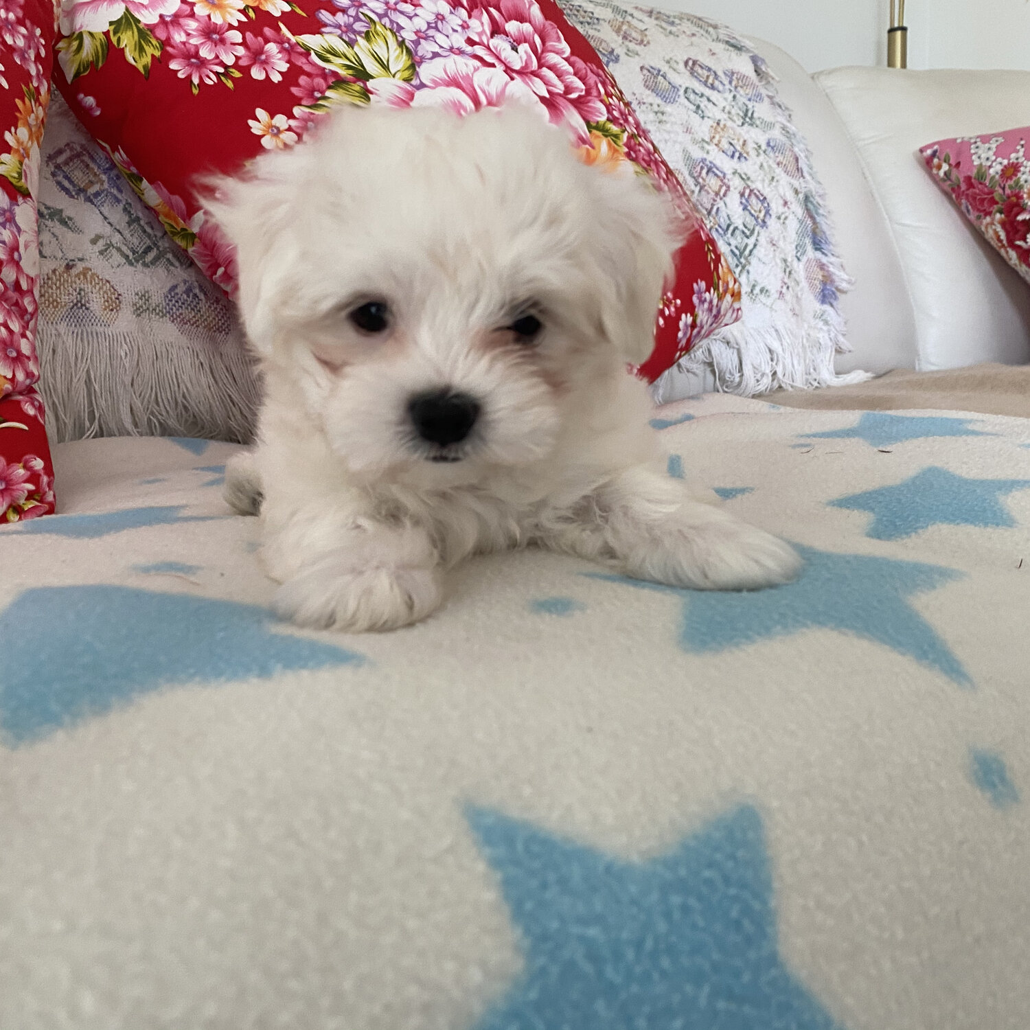 Pure Male Maltese for Sale