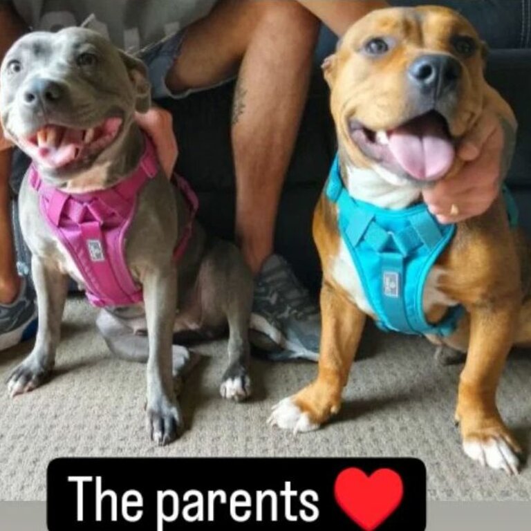 Staffy X pocket bully puppies