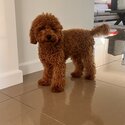 TOY CAVOODLE -3