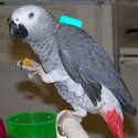 Ready Now, African Gray Parrot for sale-0