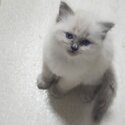 Ragdoll Kittens For sale -5