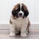 Adorable White and brown Saint Bernard puppies for sale-2