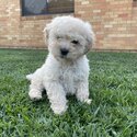 Cavoodle Puppy for sale-1