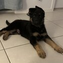 German shepherd puppy -2