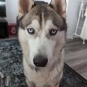 Siberian Husky-4