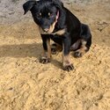 Purebred Australian Kelpie Puppies-4