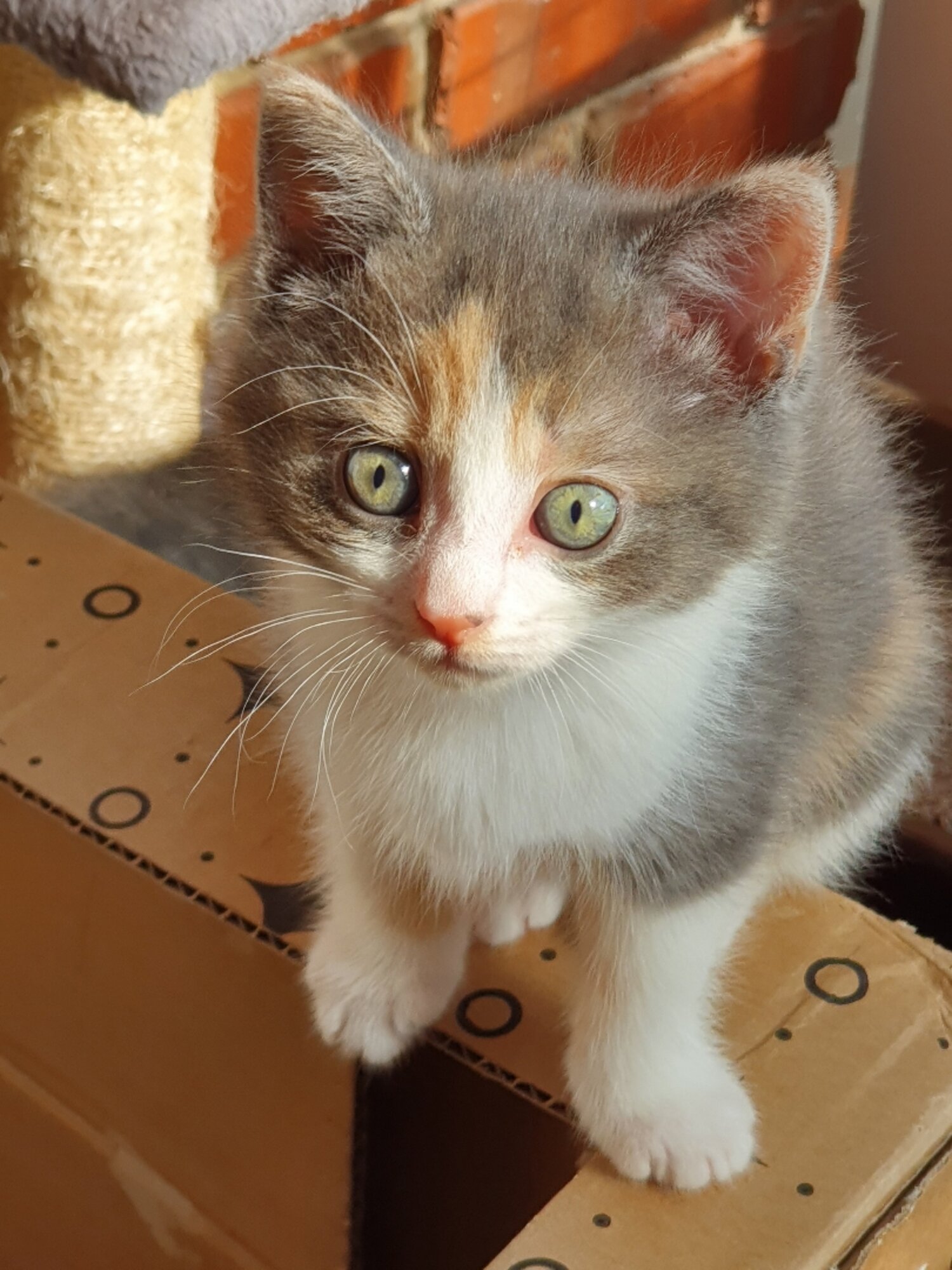 Ragdoll Cross Kittens