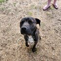 American staffie cross-3