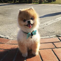 Gorgeous Pom for adoption -1