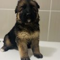 Pure Bred - German Shepard -5