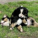 Bernese mountain puppies for sale from Step 18 2024-5