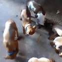 Dogs and puppies-4