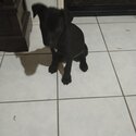 Kelpie X Border Collie puppy male-3