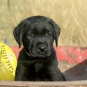 Purebred Labrador Pups - ALL SOLD-1