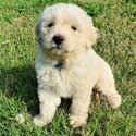 Bordoodle Boys - Ready Now - $2000-1