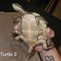 Very regretful sale :(  Turtles &amp; tanks-5