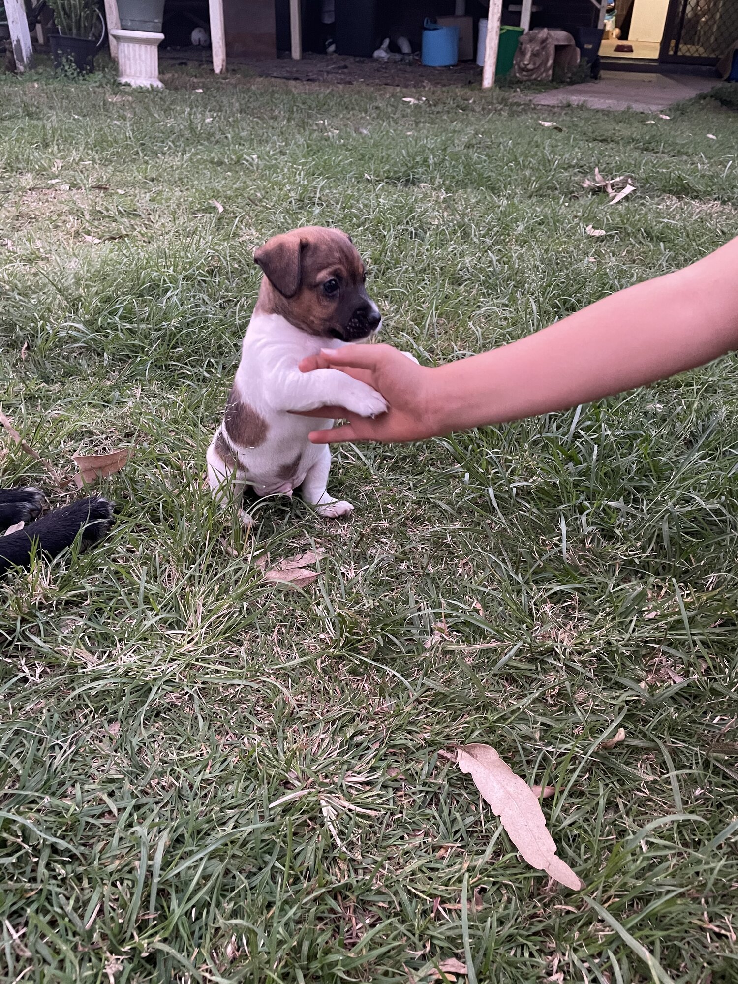 Stumpy Tail Jack Russell x Mini Foxy Male