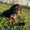 Female Dachshund pups with care packs included 