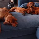 Irish Setter Boys &amp; Girl Puppies Available-3