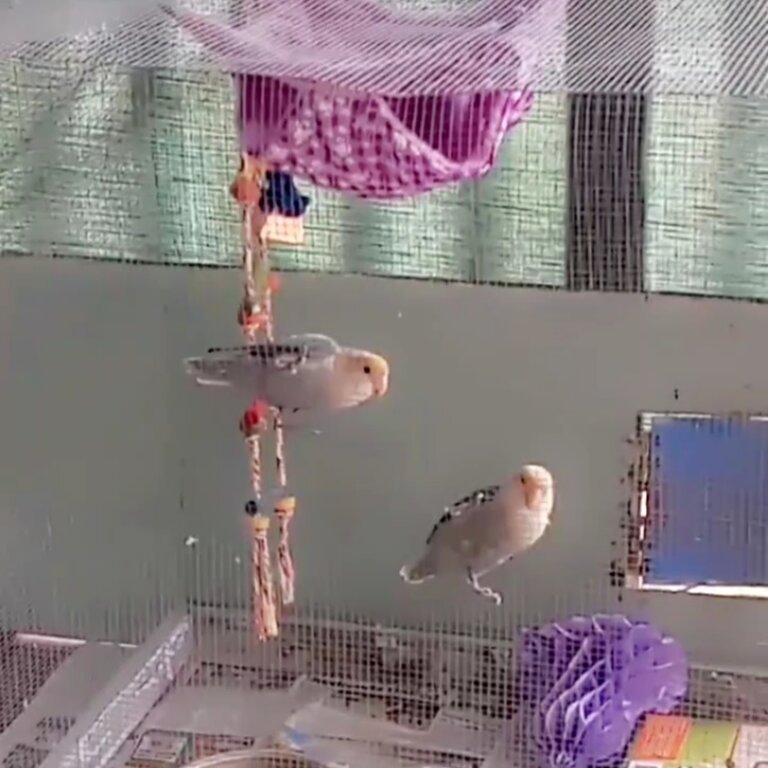 Blue female lovebirds 