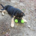 9 Week Purebred GSD Pup-4