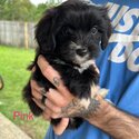 Ready to go! Cavoodle puppies-2