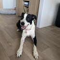 Gorgeous Border Collie Looking for New Home-0