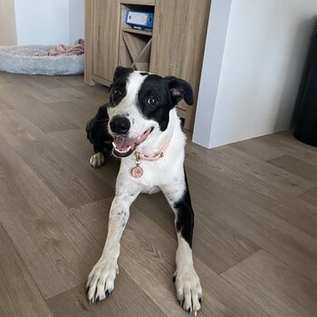 Gorgeous Border Collie Looking for New Home