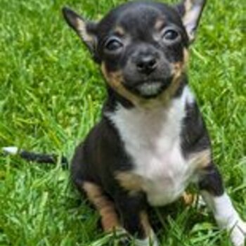 Purebred Chihuahua Puppies