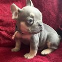 Healthy French Bulldog Puppies For Sale -3