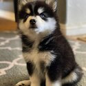 Pomsky Puppies /Husky Puppies With Blue 🔵 Eyes -3