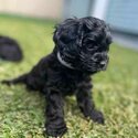 Toy Cavoodle Puppies-4