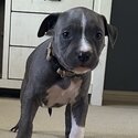 Blue American Staffordshire -2