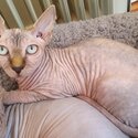 Pure bred sphynx kitten-0