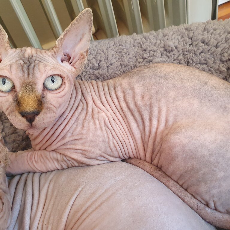 Pure bred sphynx kitten