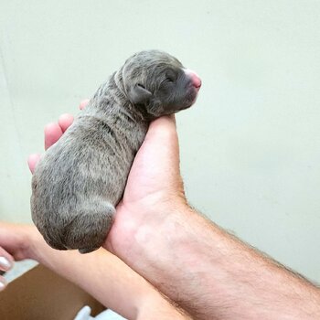 American staffy pups