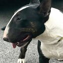 Purebred Female Bull Terrier Puppies-4