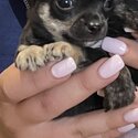 Chihuahua Puppy for sale -3