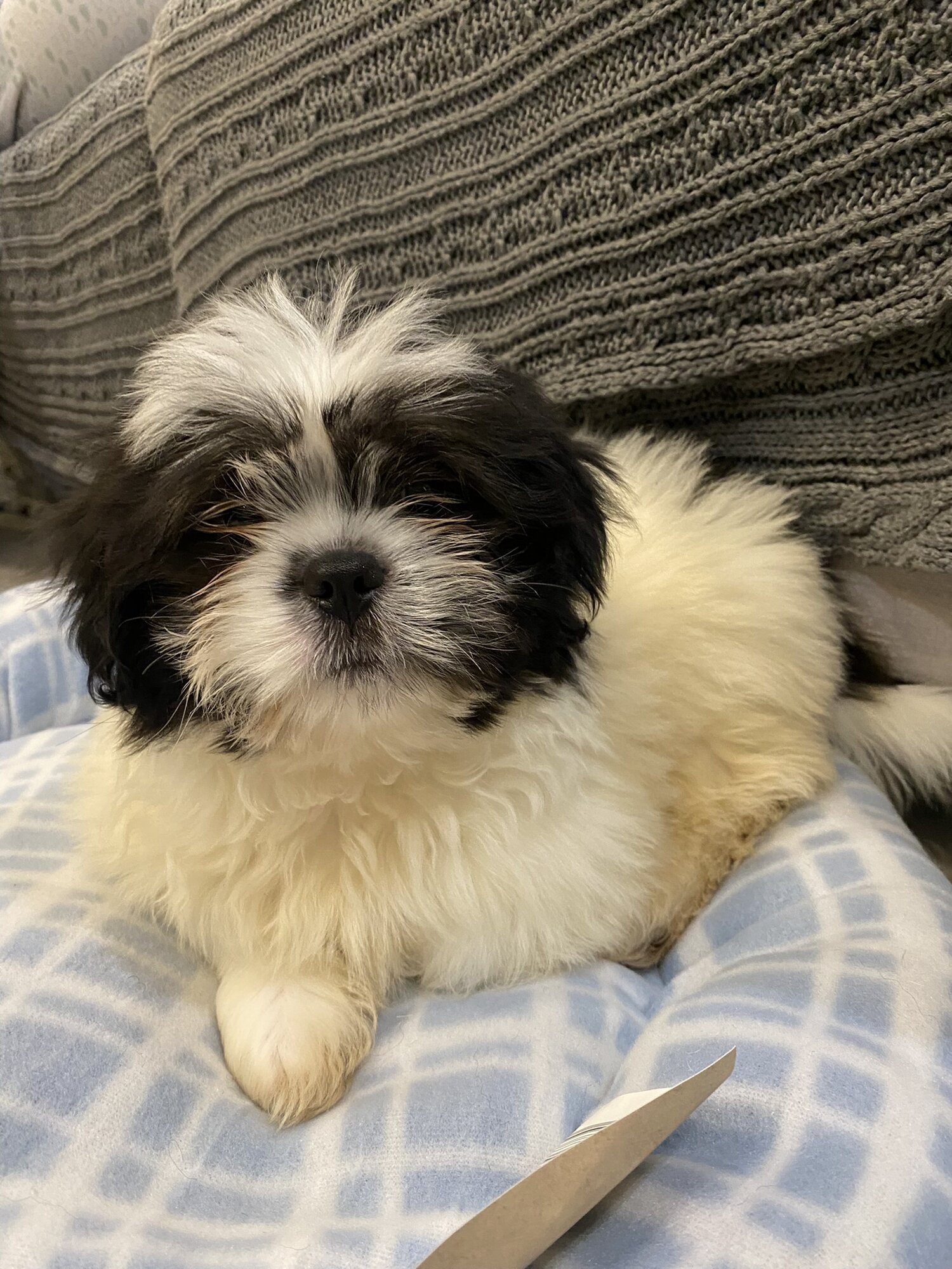 Maltese x Shihtzu