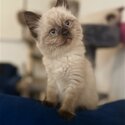 Purebred Ragdoll Kittens-3