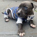 Pure blue American staffy puppy -1