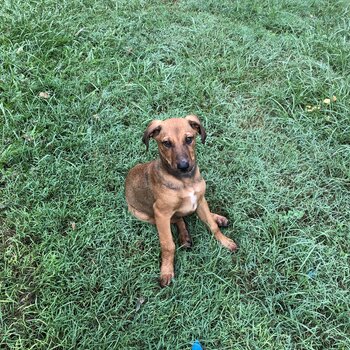 Female Ridgeback x