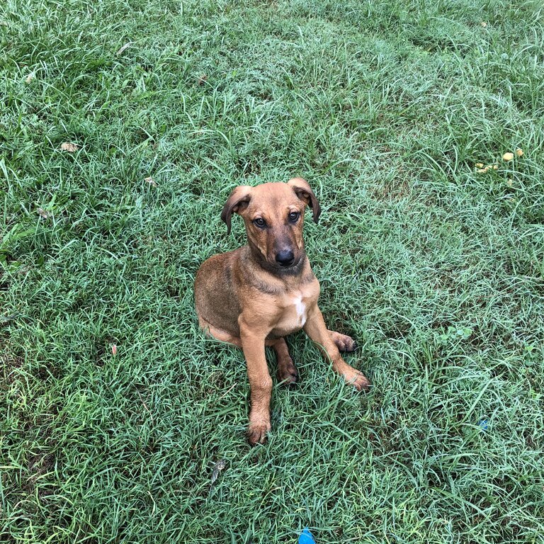 Female Ridgeback x