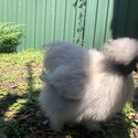 Silkie Rooster- Pippin-2