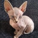 Elf Sphynx Kittens - Sold-2