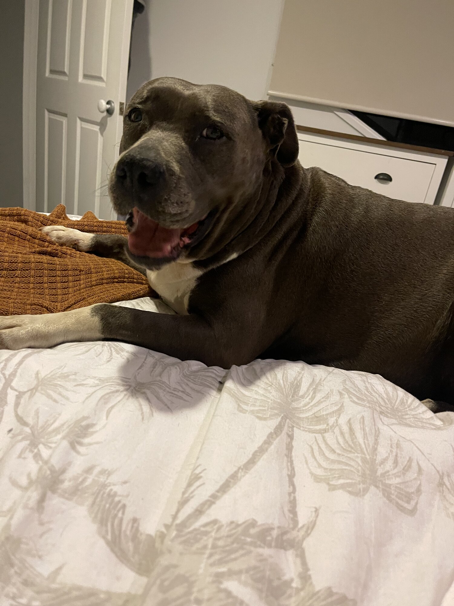 American Staffy Purebred