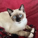 Adorable Birman Kitten-1